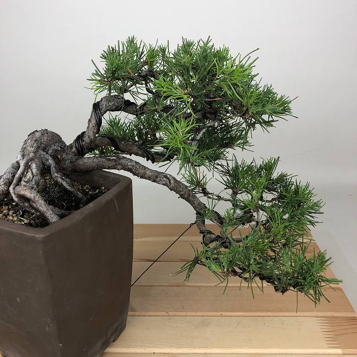 盆栽 松 五葉松 樹高 上下 約23cm ごようまつ Pinus parviflora