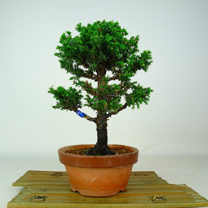 盆栽 杉 八房 樹高 約25cm すぎ Cryptomeria japonica スギ ヒノキ科