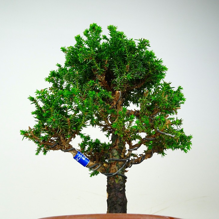 盆栽 杉 八房 樹高 約25cm すぎ Cryptomeria japonica スギ ヒノキ科