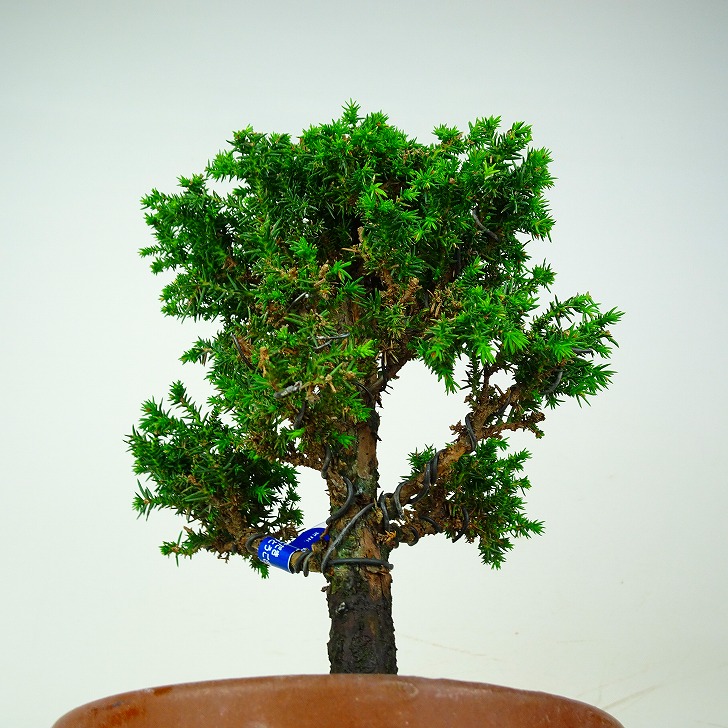 盆栽 杉 八房 樹高 約25cm すぎ Cryptomeria japonica スギ ヒノキ科