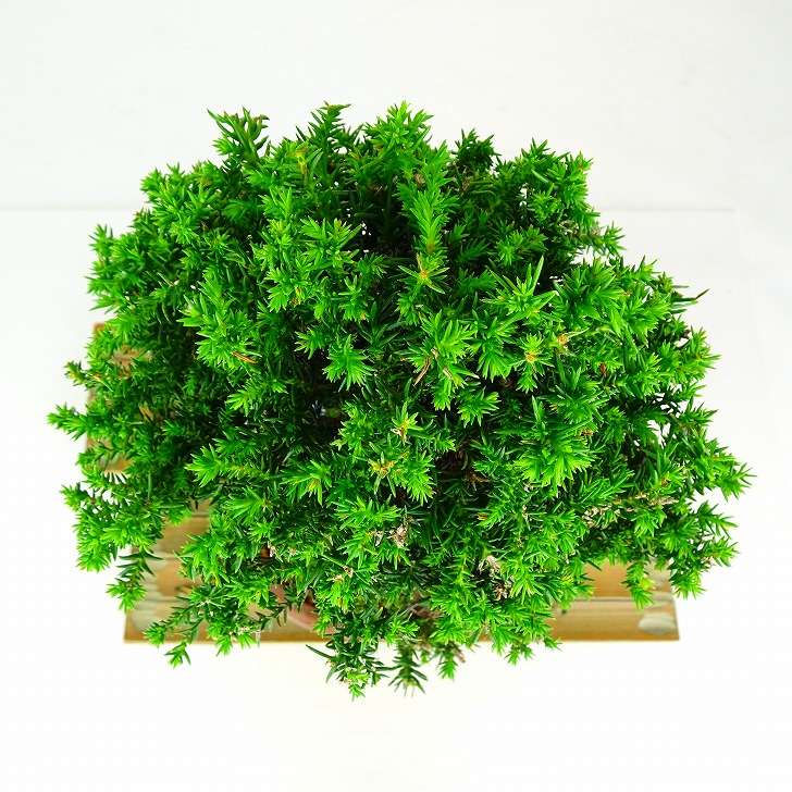 盆栽 杉 八房 樹高 約25cm すぎ Cryptomeria japonica スギ ヒノキ科