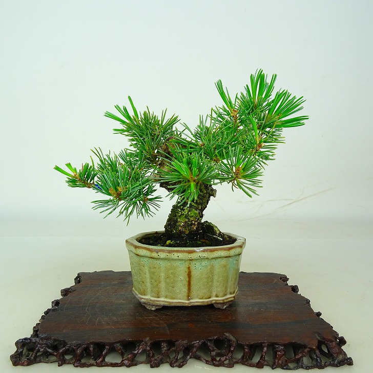 五葉松（Pinus parviflora）-3個 盆栽 松 五葉松 樹高 約11cm ごようまつ Pinus parviflora ゴヨウマツ