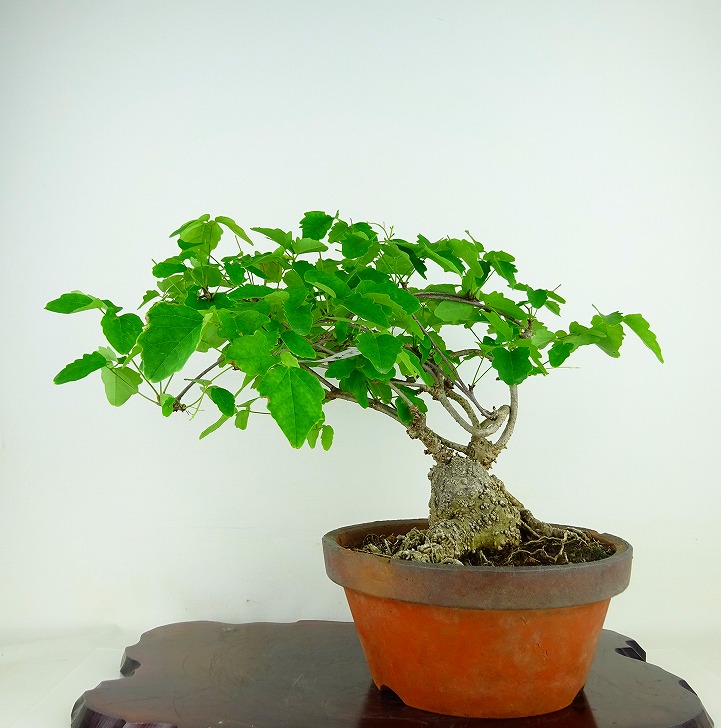 盆栽 木通 樹高 約24cm あけび Akebia quinata アケビ つる性 アケビ科