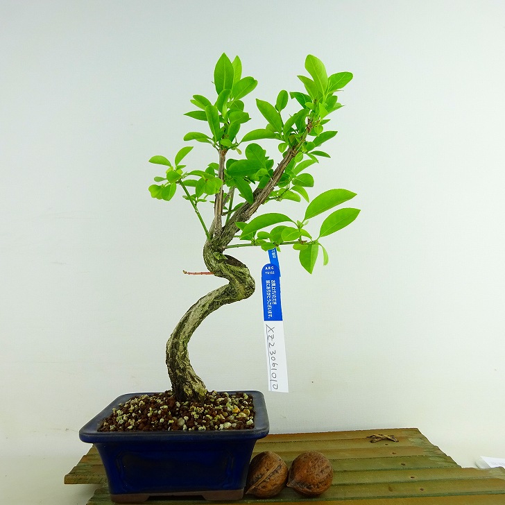 盆栽真弓樹高約26cm まゆみEuonymus sieboldianus マユミ実物