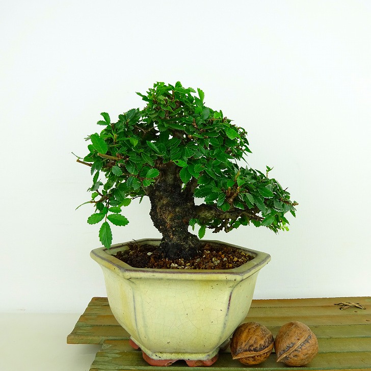 盆栽 楡欅 樹高 約13cm にれけやき Ulmus parvifolia ニレケヤキ 紅葉