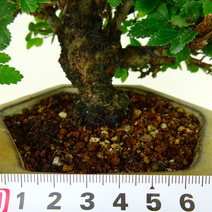 盆栽 楡欅 樹高 約13cm にれけやき Ulmus parvifolia ニレケヤキ 紅葉