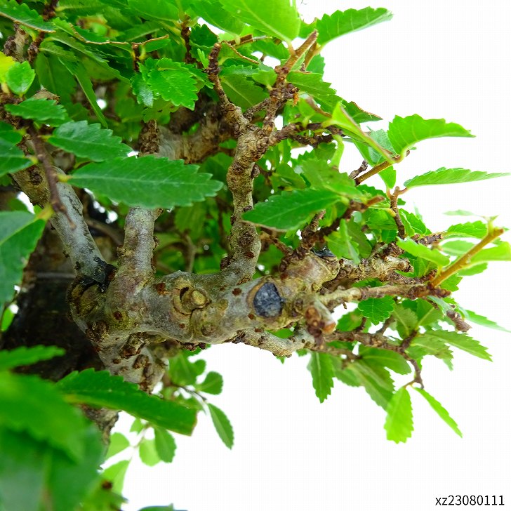 盆栽 楡欅 樹高 約13cm にれけやき Ulmus parvifolia ニレケヤキ 紅葉