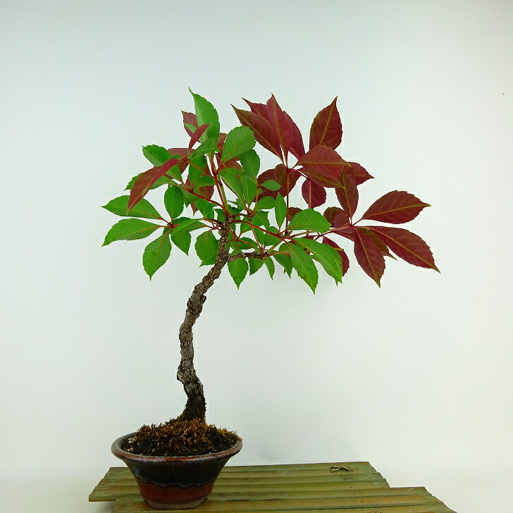 盆栽 アメリカヅタ 樹高 約32cm あめりかづた Parthenocissus