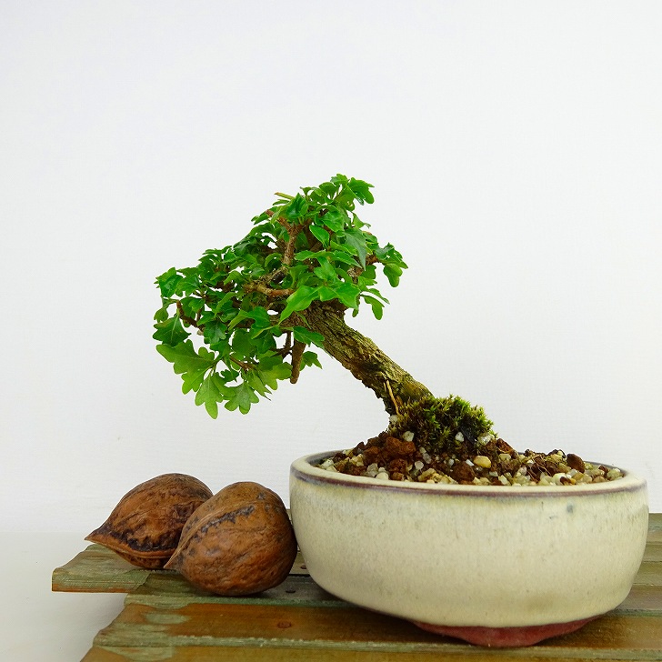 盆栽匂い楓樹高約9cm においかえでPremna japonica ニオイカエデ