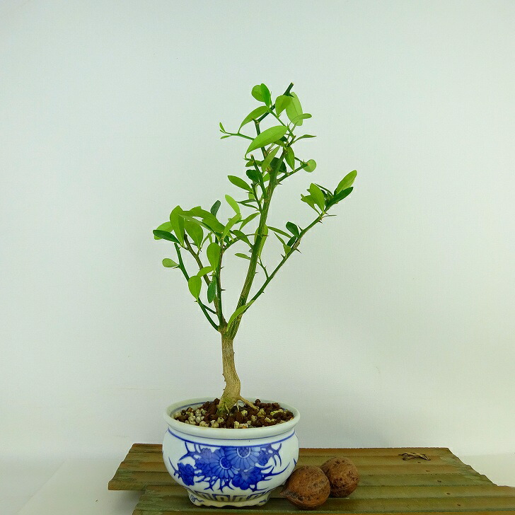 盆栽 金豆 樹高 約24cm きんず Fortunella hindsii キンズ