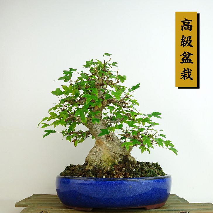 盆栽 楓 樹高 約20cm かえで 高級盆栽 Acer カエデ 紅葉 カエデ科