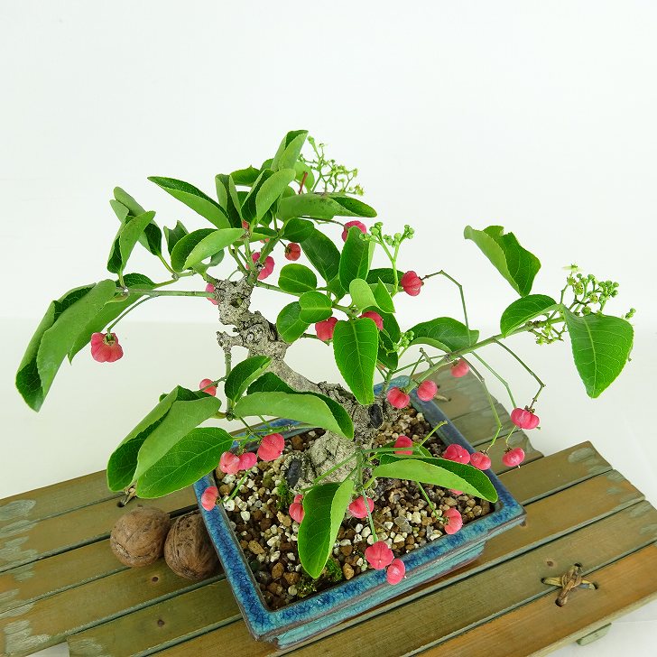 盆栽 真弓 樹高 約17cm まゆみ Euonymus sieboldianus マユミ 実物
