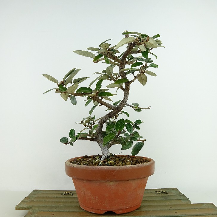 盆栽 寒茱萸 樹高 約21cm かんぐみ Elaeagnus カングミ グミ科 常緑樹 観賞用 現品 : 086-2450-04 : はニわ株式会社  Yahoo!ショップ - 通販 - Yahoo!ショッピング