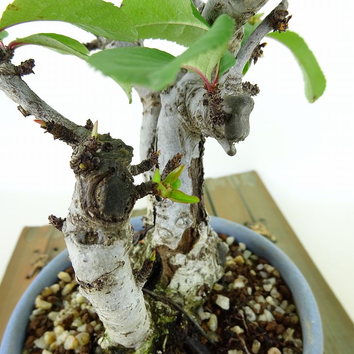 楽天市場】盆栽 木瓜 ボケ 白寿 白花 ミニ盆栽 小品 初心者 入門