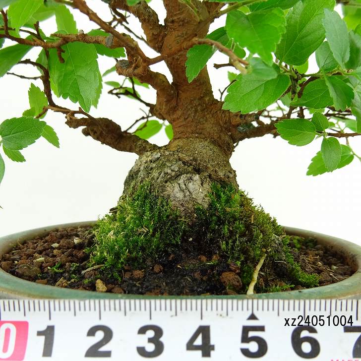 盆栽 榎 樹高 約20cm えのき Celtis sinensis エノキ アサ科 エノキ属 落葉樹 観賞用 小品 現品 :  069-231000-02 : はニわ株式会社 Yahoo!ショップ - 通販 - Yahoo!ショッピング