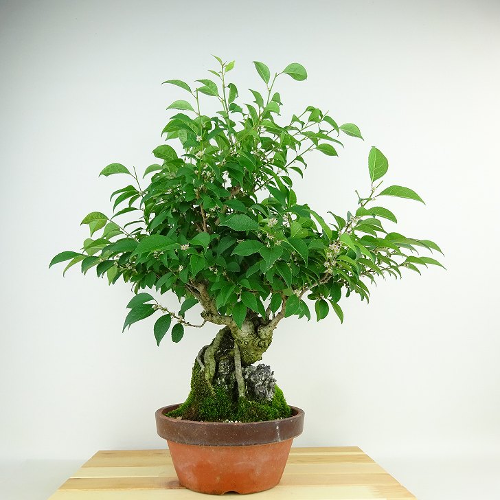 盆栽 梅擬 樹高 約48cm うめもどき Ilex serrata ウメモドキ 石付き モチノキ科 落葉樹 観賞用 現品 : 065-23500-01  : はニわ株式会社 Yahoo!ショップ - 通販 - Yahoo!ショッピング