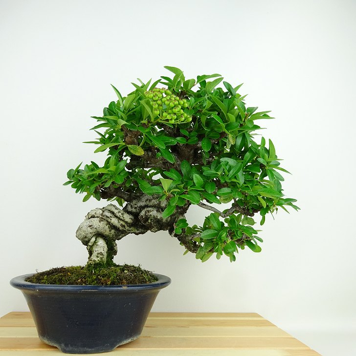 盆栽 ピラカンサ 樹高 約25cm Pyracantha 実物 バラ科 常緑樹 観賞用 現品 : 265-23400-02 : はニわ株式会社  Yahoo!ショップ - 通販 - Yahoo!ショッピング