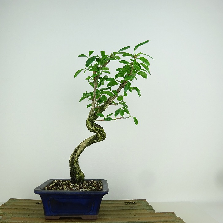 盆栽 真弓 樹高 約26cm まゆみ Euonymus sieboldianus マユミ 実物