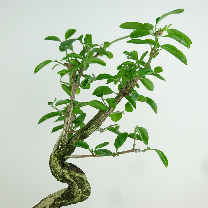 盆栽 真弓 樹高 約26cm まゆみ Euonymus sieboldianus マユミ 実物