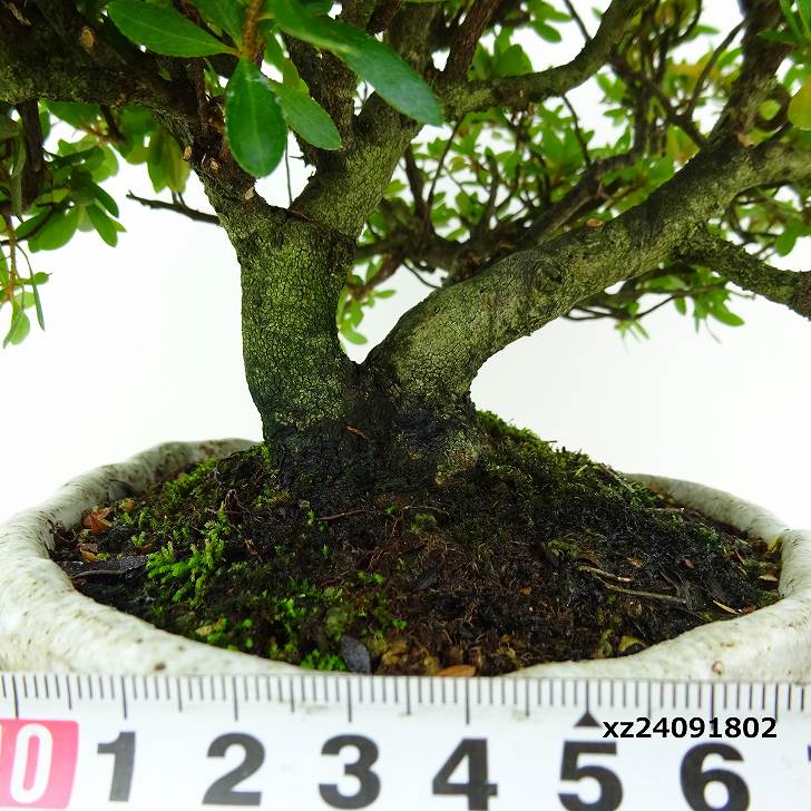 盆栽 皐月 早乙女 樹高 約16cm さつき Rhododendron indicum サツキ ツツジ科 常緑樹 観賞用 小品 現品 :  140-23200-05 : はニわ株式会社 Yahoo!ショップ - 通販 - Yahoo!ショッピング