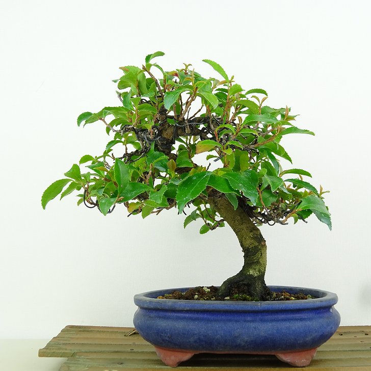 盆栽 姫榊 樹高 約17cm ひさかき Eurya japonica var. japonica ヒサカキ モッコク科 ヒサカキ属 常緑樹 観賞用  小品 現品 : 254-23100-01 : はニわ株式会社 Yahoo!ショップ - 通販 - Yahoo!ショッピング