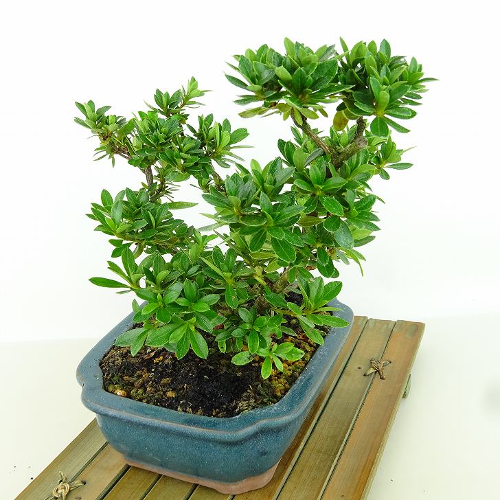 盆栽 皐月 花舞鼓 樹高 約19cm さつき Rhododendron indicum サツキ