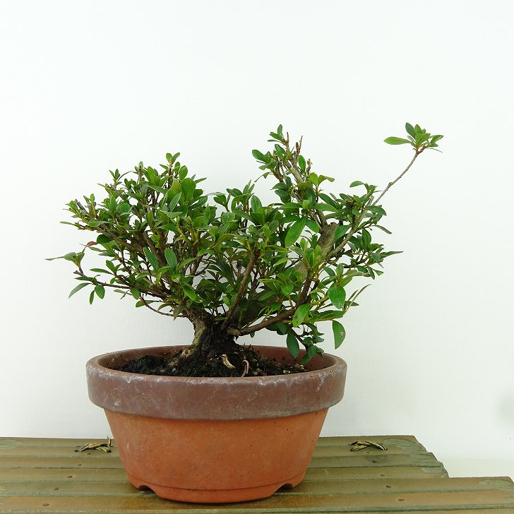 盆栽 皐月 花ビン 樹高 約15cm さつき Rhododendron indicum サツキ
