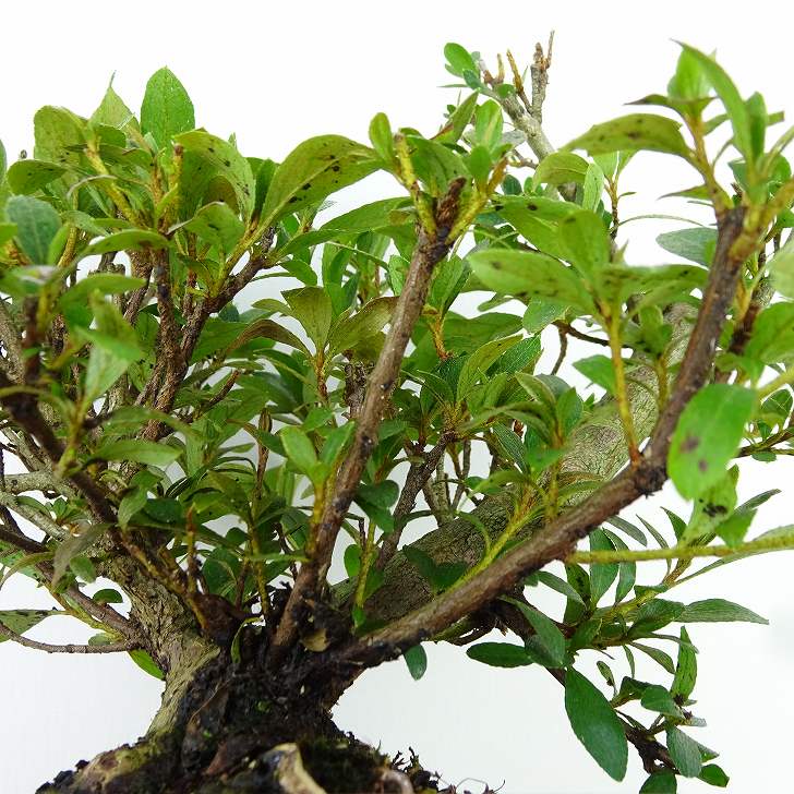 盆栽 皐月 花ビン 樹高 約15cm さつき Rhododendron indicum サツキ