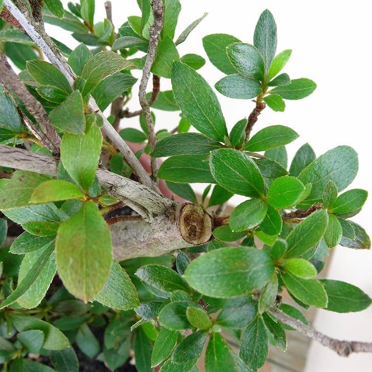 盆栽 皐月 はなびん 樹高 約15cm さつき Rhododendron indicum サツキ