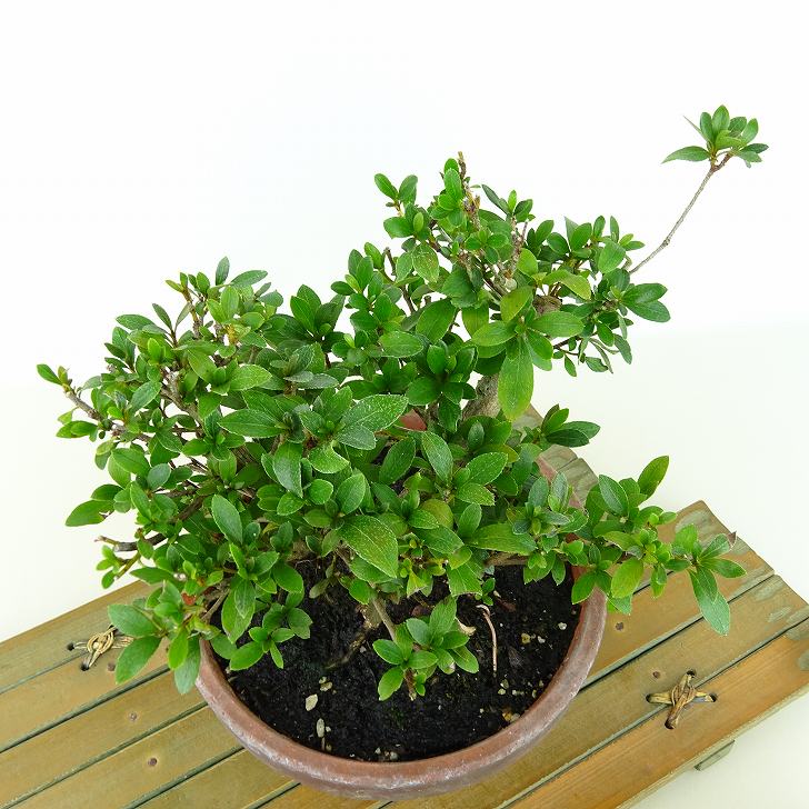 盆栽 皐月 花ビン 樹高 約15cm さつき Rhododendron indicum サツキ