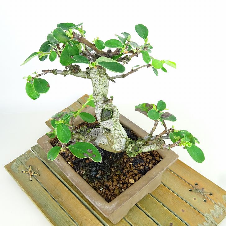 盆栽 花梨 樹高 約16cm かりん Pseudocydonia sinensis カリン 盆栽 花梨 樹高 約16cm かりん Pseudocydonia sinensis カリン