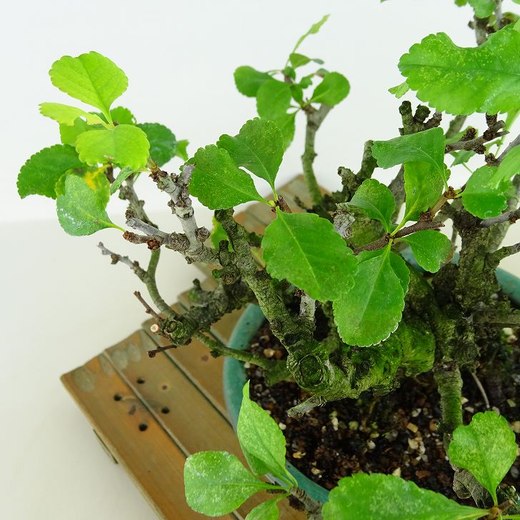 盆栽 シドミ 草木瓜 樹高 約14cm くさぼけ Chaenomeles japonica