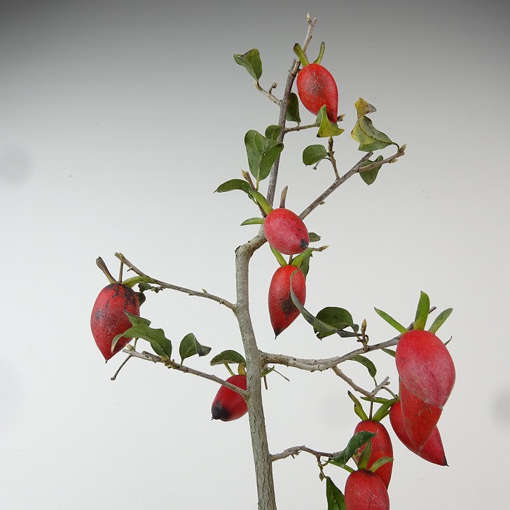盆栽 老爺柿 スイセイ 樹高 約35cm ろうやがき Diospyros rhombifolia