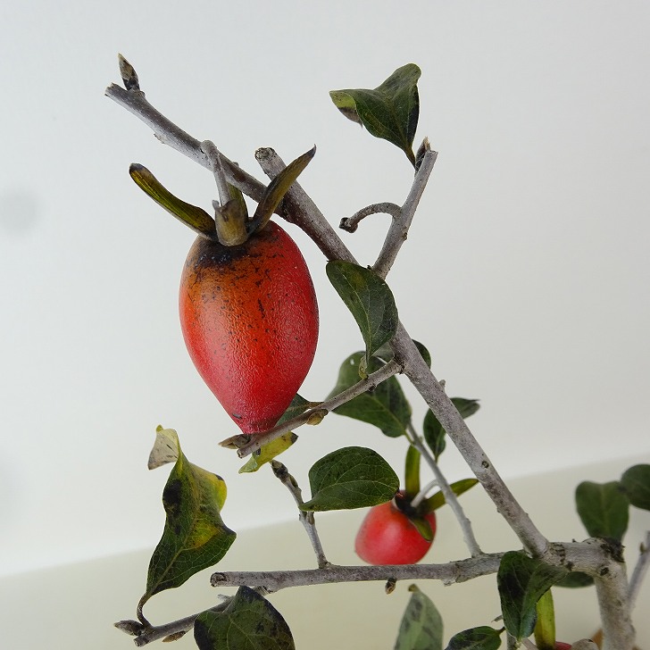 盆栽 老爺柿 スイセイ 樹高 約35cm ろうやがき Diospyros rhombifolia