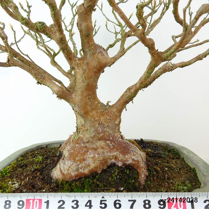 盆栽 姫沙羅 樹高 約28cm ひめしゃら 高級盆栽 Stewartia monadelpha