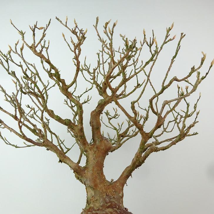 盆栽 姫沙羅 樹高 約28cm ひめしゃら 高級盆栽 Stewartia monadelpha