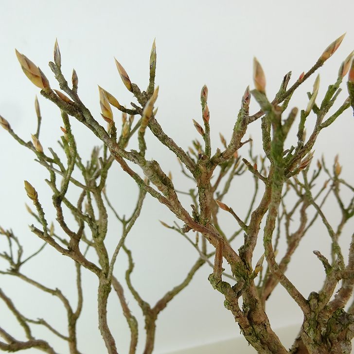 盆栽 姫沙羅 樹高 約28cm ひめしゃら 高級盆栽 Stewartia monadelpha