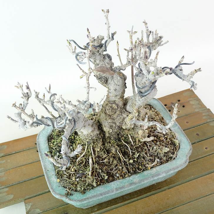 [盆栽]連翹/レンギョウ 盆栽 連翹 樹高 上下 約22cm れんぎょう Forsythia suspensa
