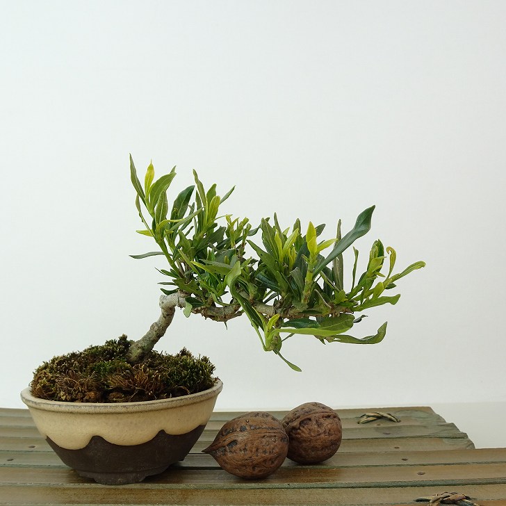 盆栽 梔子 喜代誉 樹高 約10cm くちなし Gardenia jasminoides