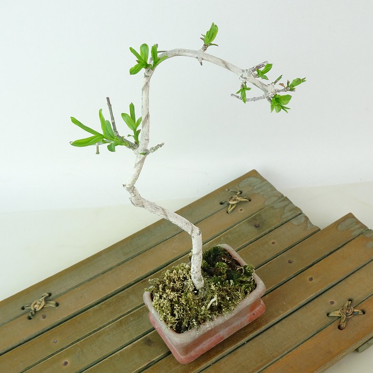 盆栽 真弓 樹高 約19cm まゆみ Euonymus sieboldianus マユミ ニシキギ 