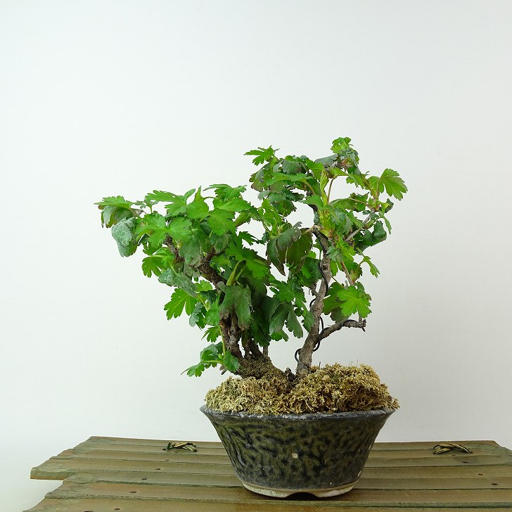 盆栽 藪山査子 樹高 約16cm やぶさんざし Ribes fasciculatum