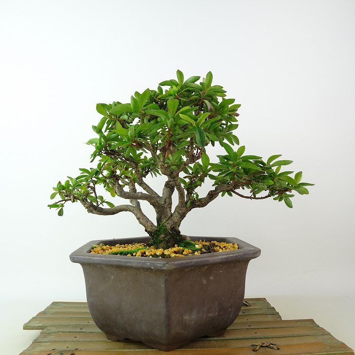 盆栽 皐月 晃山 樹高 約20cm さつき Rhododendron indicum