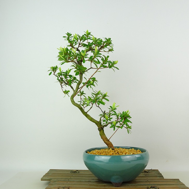 盆栽 サツキ Satsuki Bonsai #132 | Oh! BONSAI