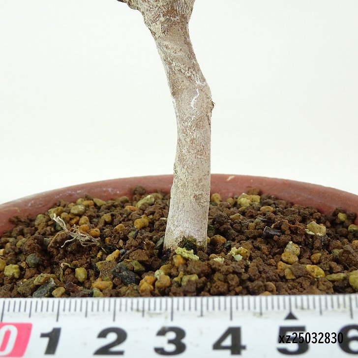 盆栽 椿 侘助 樹高 約15cm つばき Camellia japonica ツバキ ツバキ科