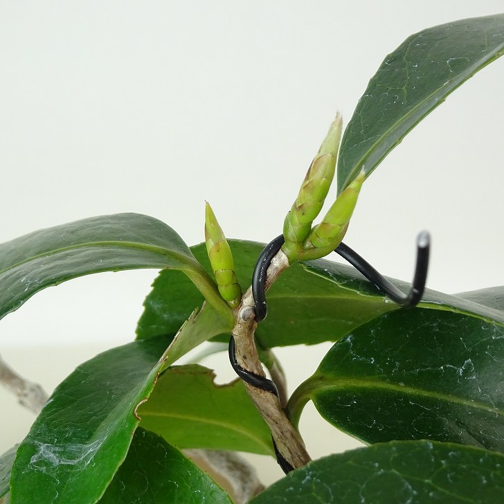 壺ツバキ（新品未使用） 盆栽 椿 侘助 樹高 約15cm つばき Camellia japonica ツバキ ツバキ科