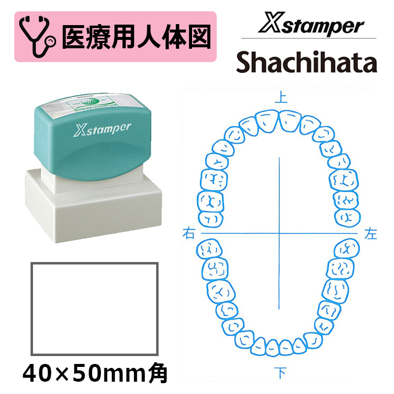 データーネーム シヤチハタ 医療用人体図（歯1） Xスタンパー 角型印