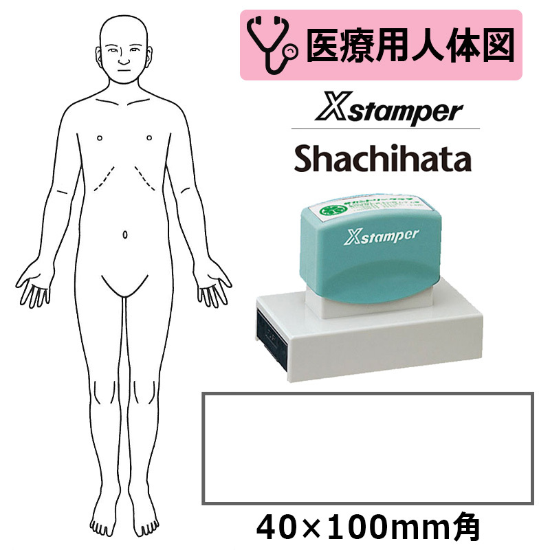 シヤチハタ 医療用人体図 全身（正面） Xスタンパー 角型印 40100号