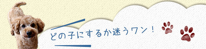 選べるわんちゃんたち全20種類