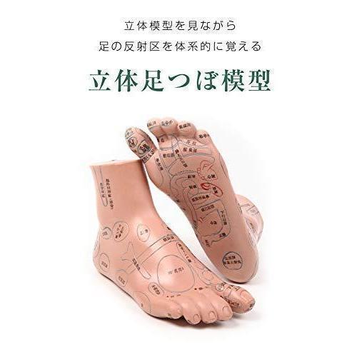 A6:足つぼ（DVD）学ぶ・足部反射療法自己練習用基礎編プロの教材set 楽天市場】2個セット 足つぼ 模型 足つぼマッサージ 体系的に