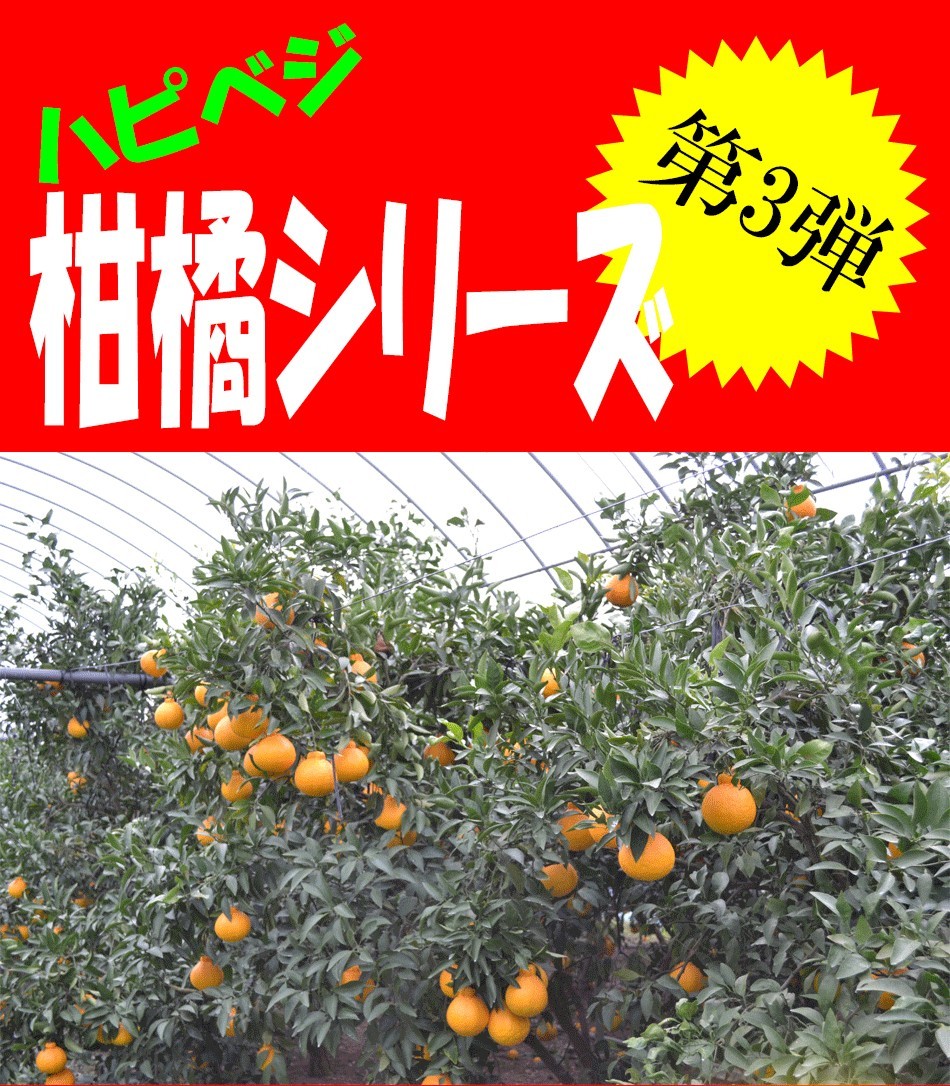 熊本の不知火　訳あり　10kg 訳あり10kg】最高傑作！庄村さんが作る熊本県不知火地区特産